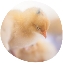 ヒナへの愛はお客様への愛